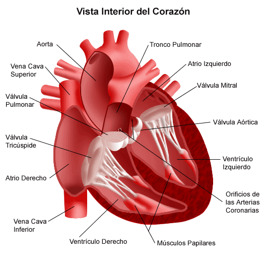 Archivo:Corazon humano.gif - Wiki Reino Animalia