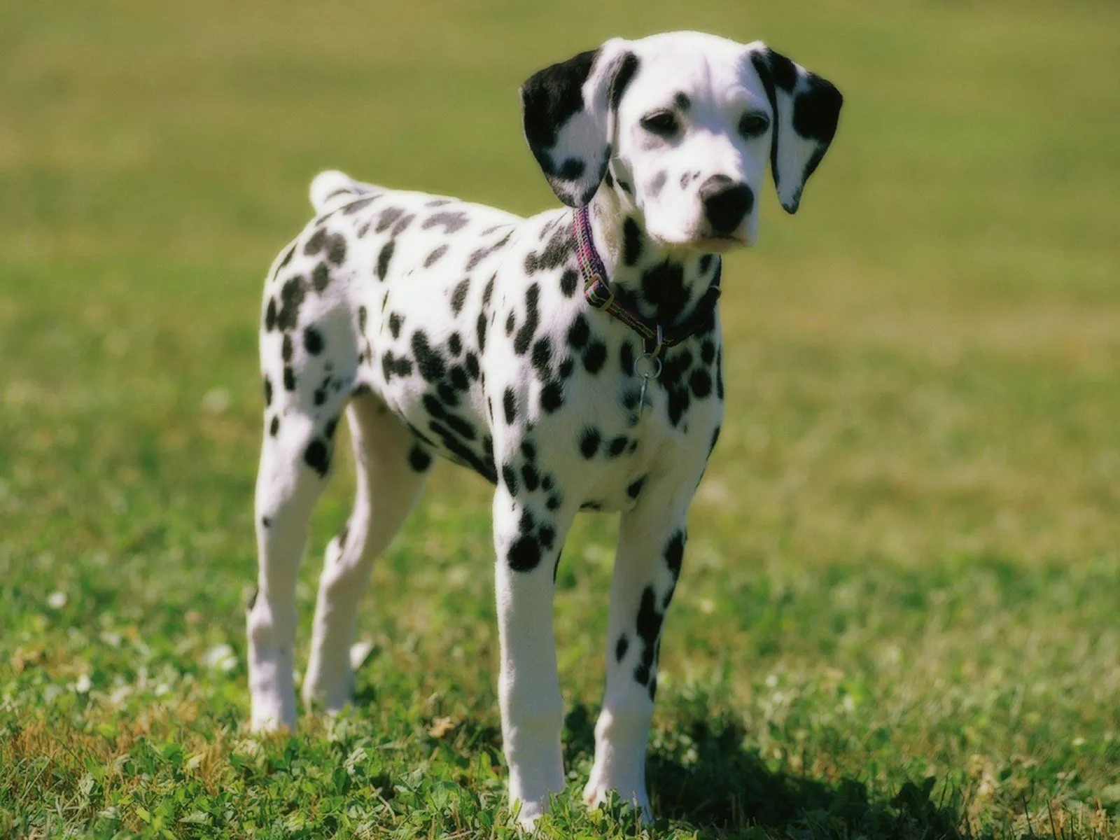 Archivo:Dalmata.jpg - Animal Wiki