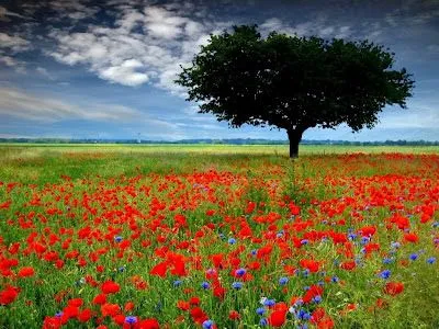 LOS ARCHIVOS DEL VIENTO: EL LENGUAJE DE LAS FLORES