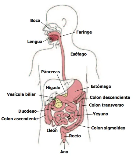 Archivo:Sistema digestivo.png - CNB