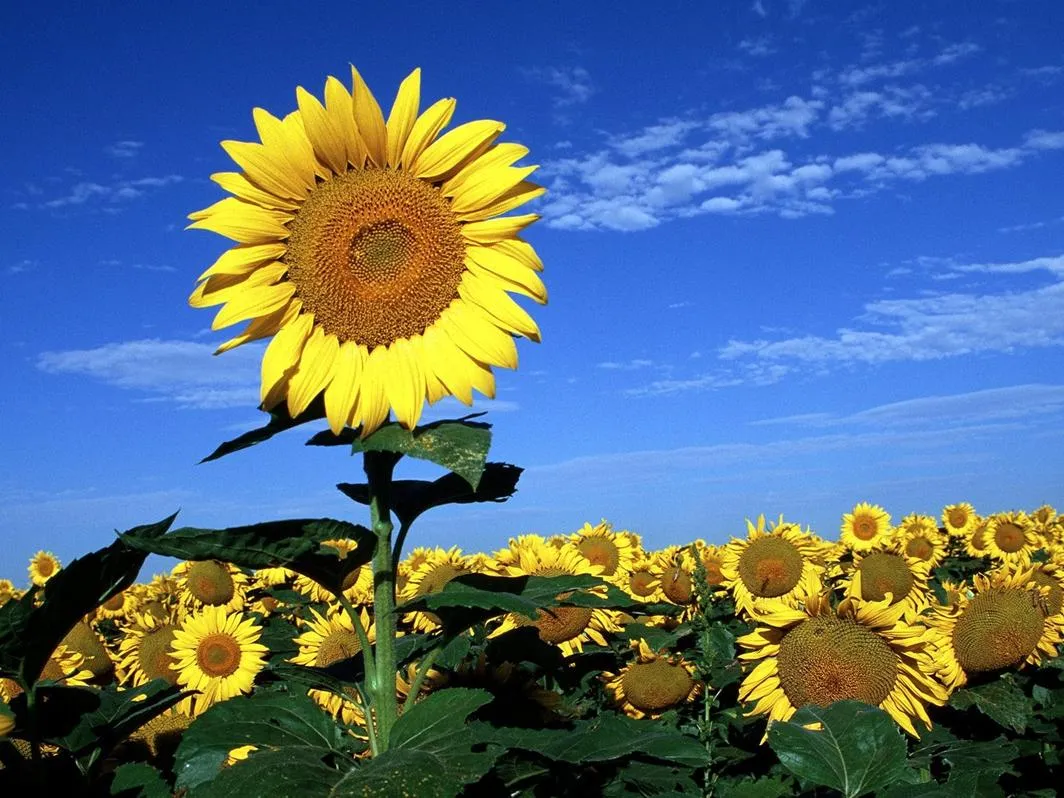 DEBAJO DEL ARCO IRIS: NUEVO PROYECTO: LOS GIRASOLES