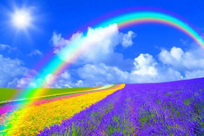 Arcoiris sobre campo de lavanda - İlginç Resimler & Wallpapers