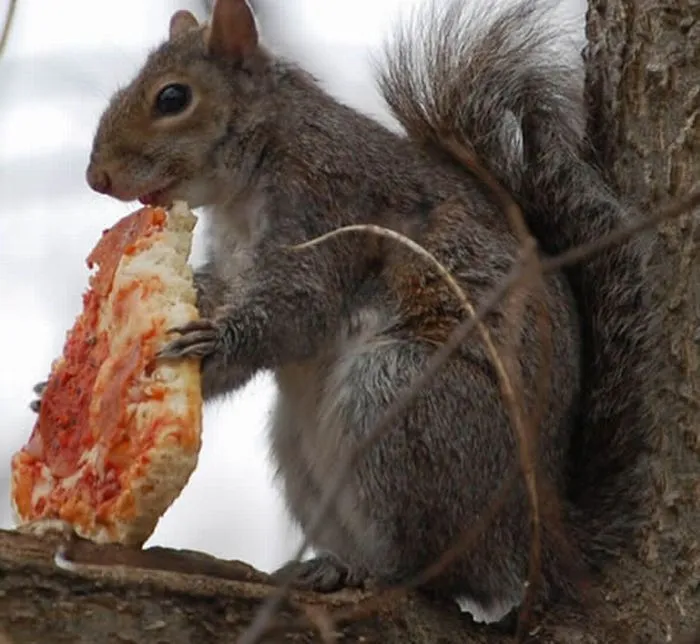 Ardilla Comiendo Pizza - Imagenes de Animales Graciosos, Videos y ...