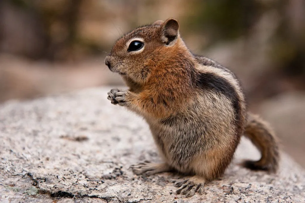 ardilla coreana | Cuidar de tu mascota es facilisimo.