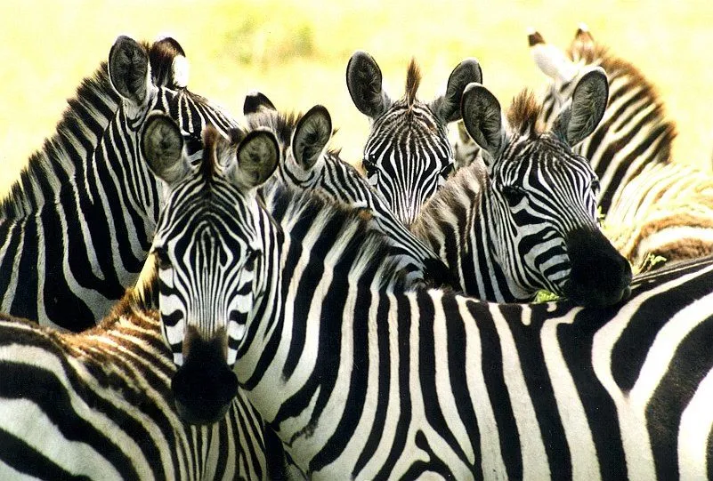 ARE ZEBRAS BLACK WITH WHITE STRIPES OR WHITE WITH BLACK STRIPES ...