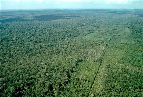 Areas deforestadas en la amazonia peruana. La deforestación de los ...