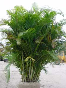 Areca, Palma de frutos de oro, Palmera amarilla, Palmera bambú, Reina ...