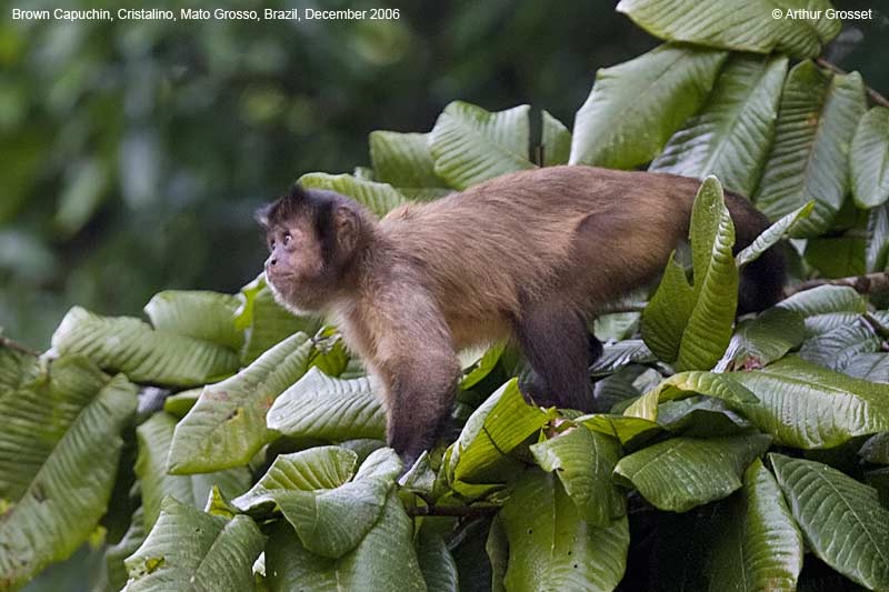 Argentina nativa: Mono caí (Cebus apella)