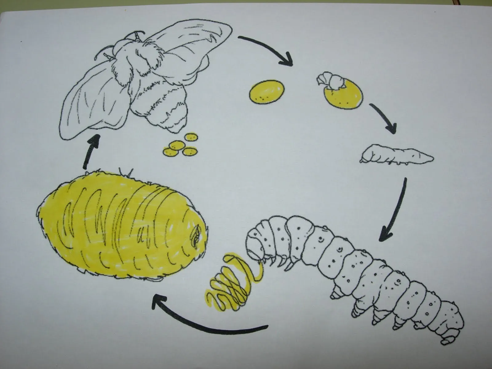Arias Montano Infantil: EL CICLO DE LA VIDA DEL GUSANO DE SEDA