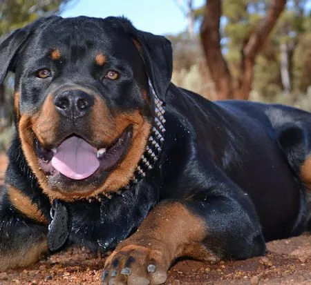 Aries the Rottweiler | Dogs | Daily Puppy