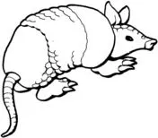 Armadillo 13 coloring page | Super Coloring