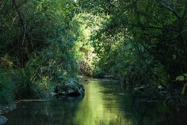 ARO.BOS: IMÁGENES. RÍO EL BOSQUE