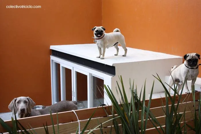 Arquitectura de Casas: Moderna casa para tres perros.