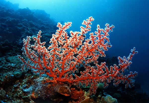 El mayor arrecife de coral frío del mundo, se sigue estudiando en ...