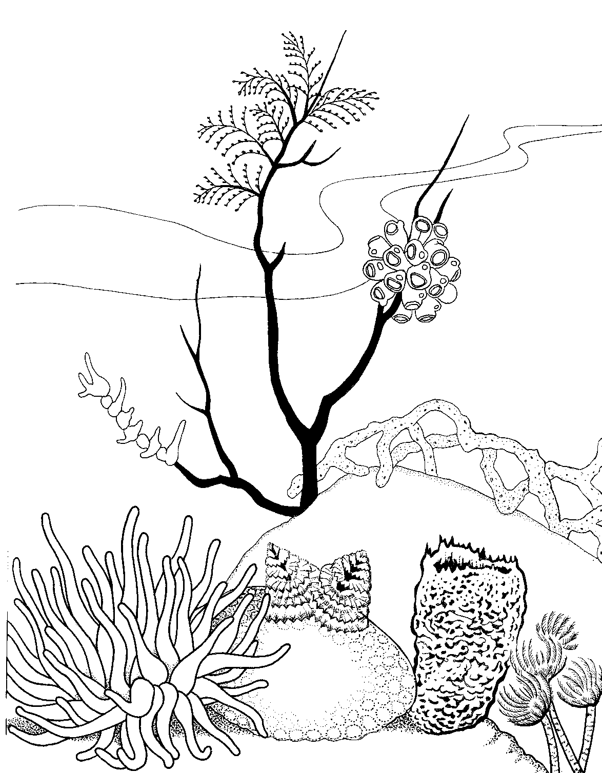 arrecifes de coral Colouring Pages (page 2)