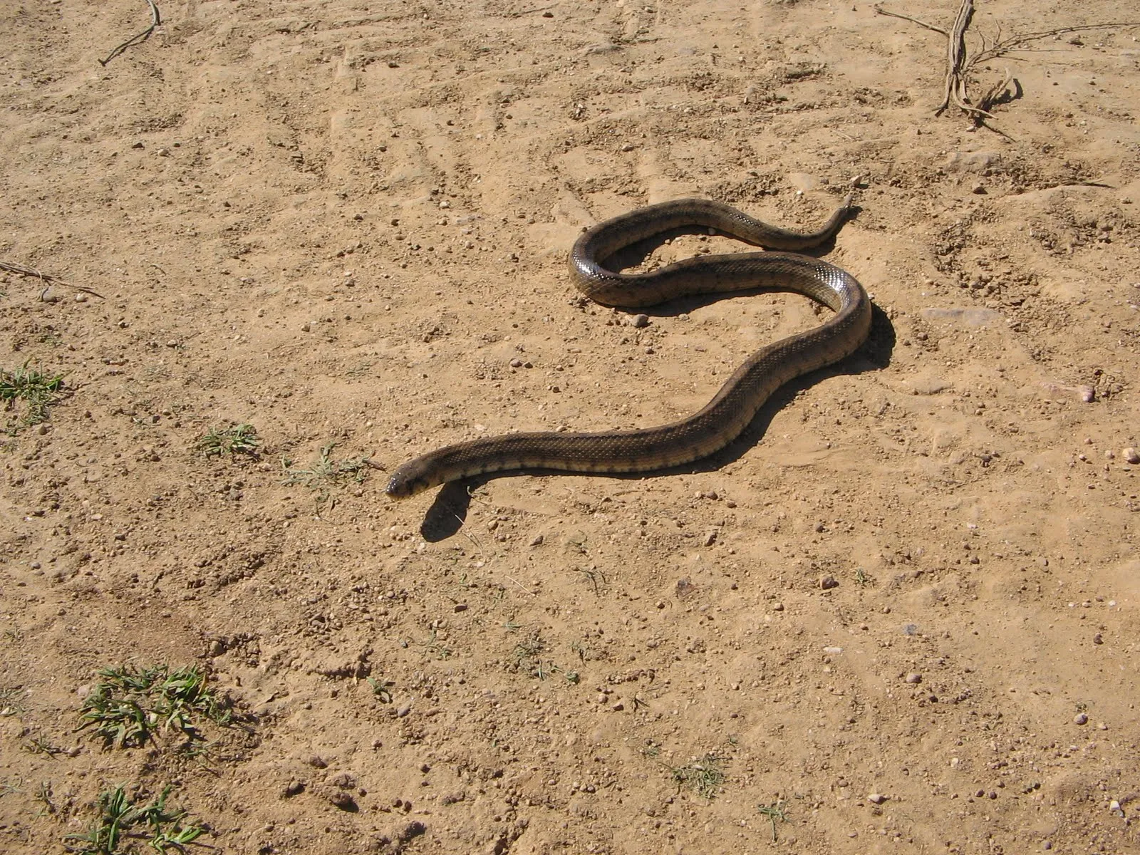 Arroba de los Montes: LAS CULEBRAS EN ARROBA DE LOS MONTES