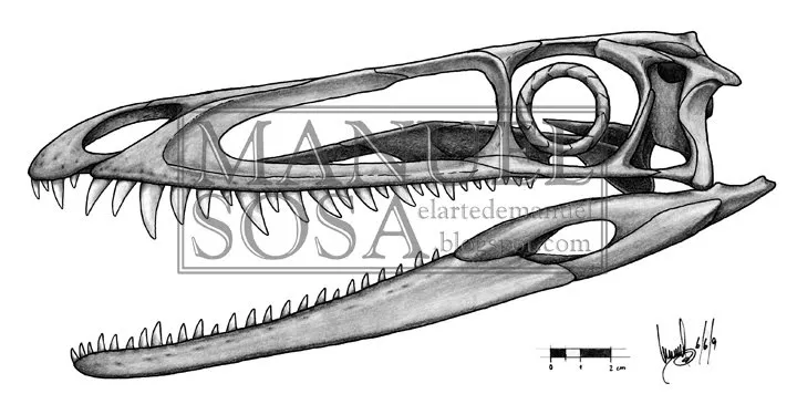 Arte aplicado a la Paleontología y la Biología: Dibujo tecnico