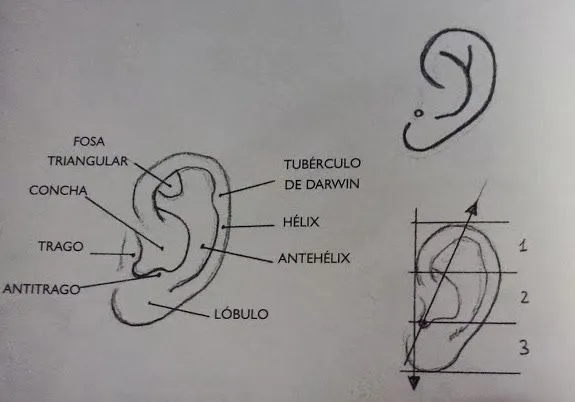 El arte de Arantxa: Como dibujar una oreja II