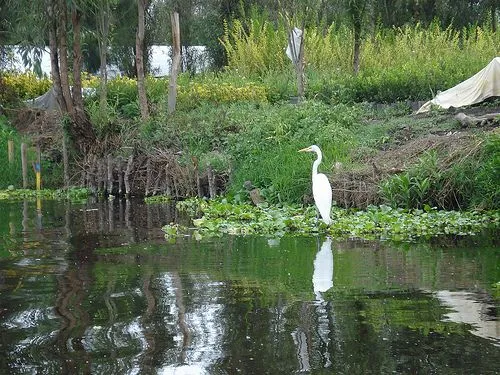 Arte, Cultura e Historia: Xochimilco, Campo de flores.