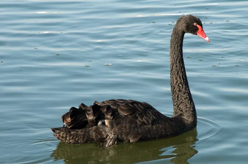 El arte de la estrategia: Los cisnes negros existen. Cómo ...