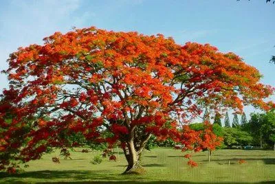 ARTE Y JARDINERÍA DISEÑO DE JARDINES: Los árboles en el jardín