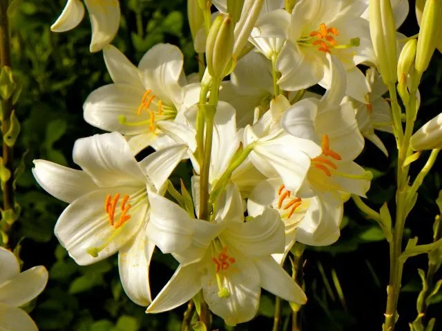 ARTE Y JARDINERÍA DISEÑO DE JARDINES: AZUCENA. Lilium. Bulbos de ...