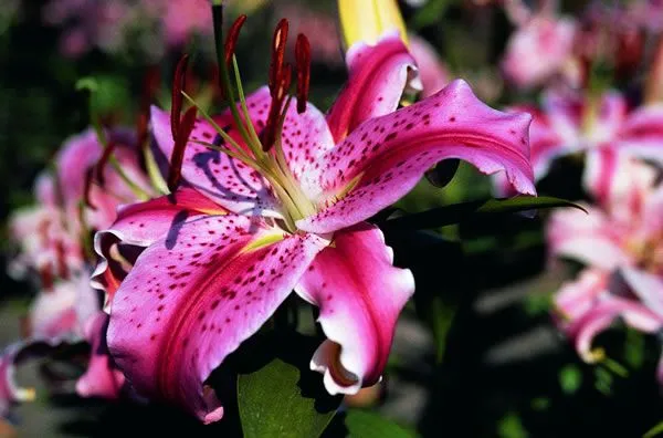 ARTE Y JARDINERÍA DISEÑO DE JARDINES: AZUCENA. Lilium. Bulbos de ...