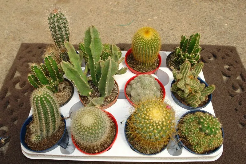 ARTE Y JARDINERÍA DISEÑO DE JARDINES: Cactus. El desierto en casa