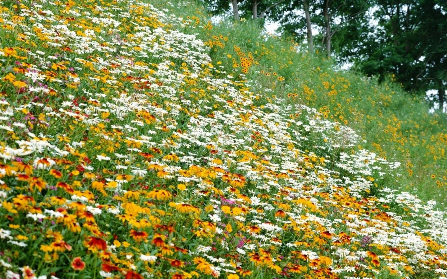 ARTE Y JARDINERÍA DISEÑO DE JARDINES: FLORES SILVESTRES. FAMILIA ...