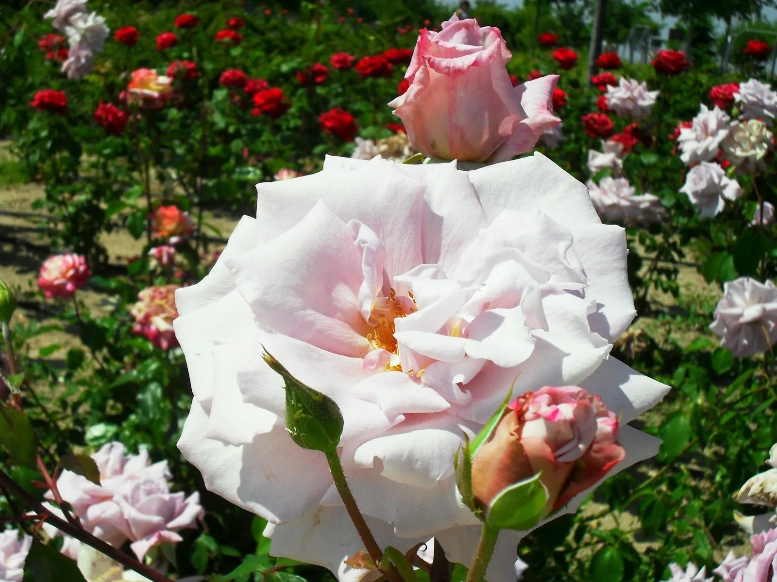 ARTE Y JARDINERÍA DISEÑO DE JARDINES: EL JARDÍN DE ROSAS