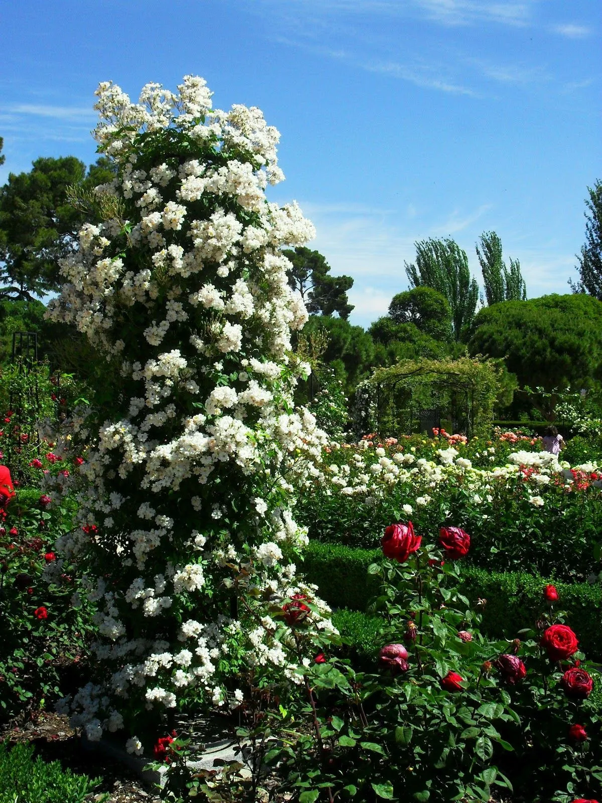 ARTE Y JARDINERÍA DISEÑO DE JARDINES: EL JARDÍN DE ROSAS