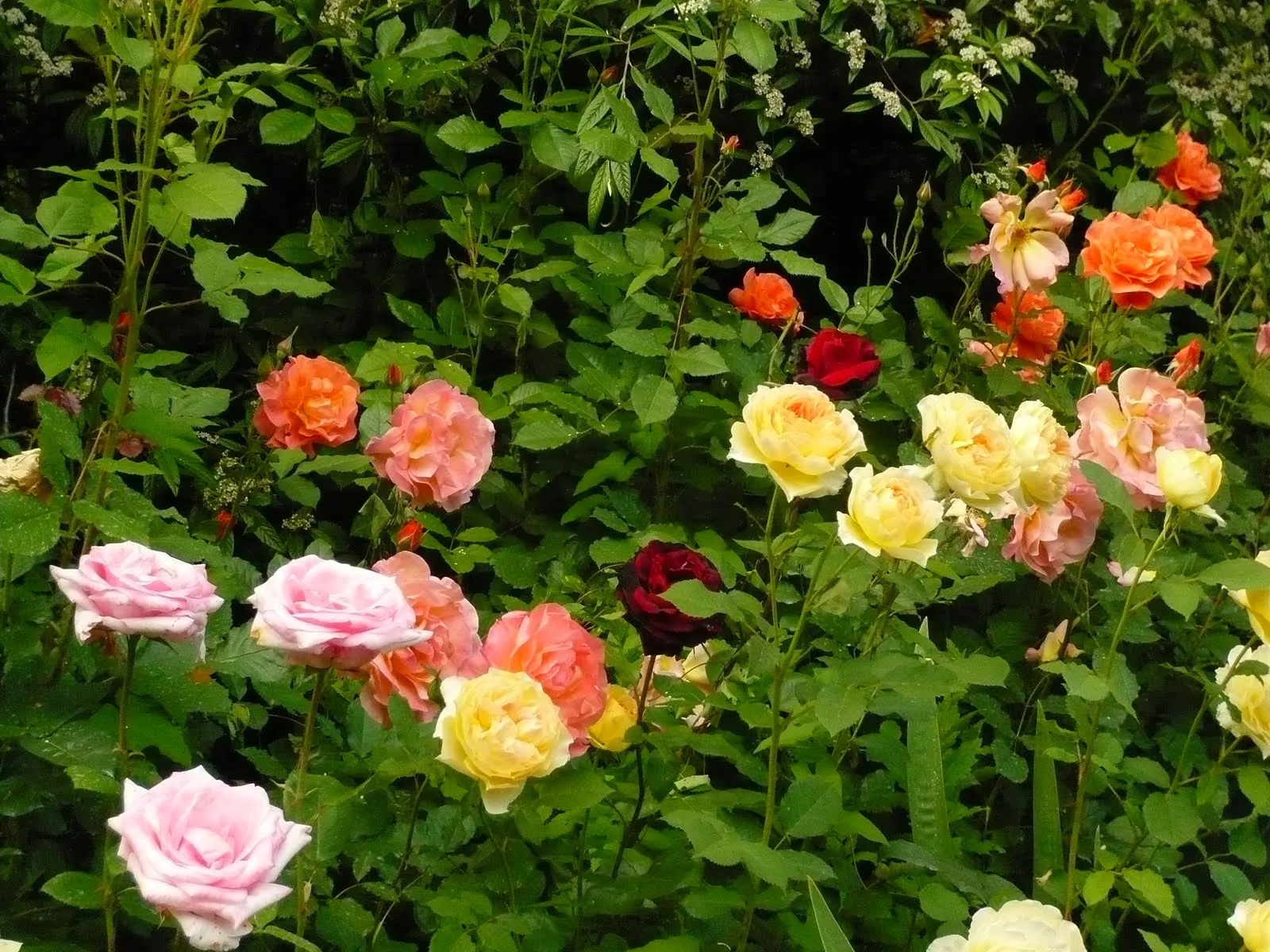 ARTE Y JARDINERÍA DISEÑO DE JARDINES: EL JARDÍN DE ROSAS