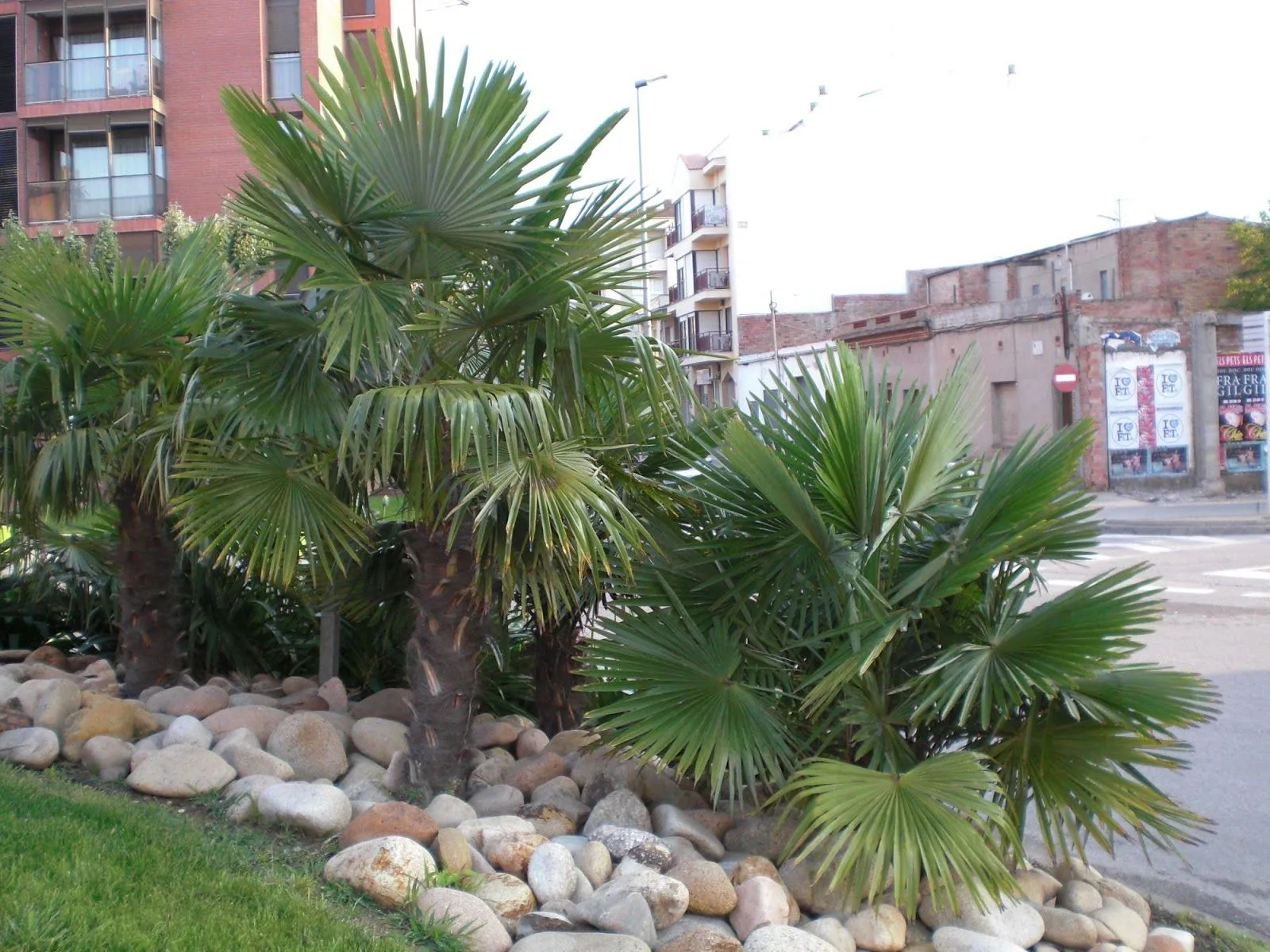 ARTE Y JARDINERÍA DISEÑO DE JARDINES: TRACHYCARPUS FORTUNEI