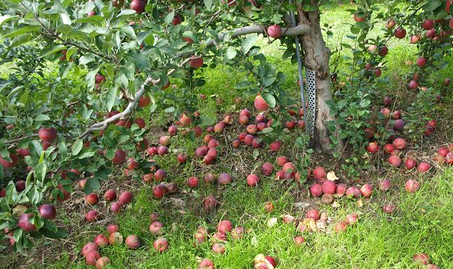 ARTE Y JARDINERÍA EMPRESA: ENFERMEDADES DE LOS ARBOLES FRUTALES