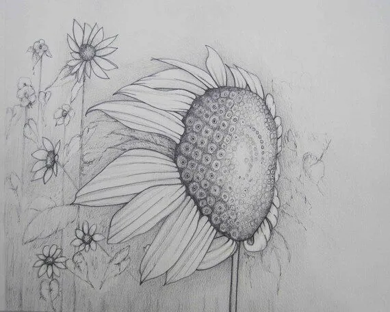 Trabajo de arte lápiz campo de girasoles dibujo por pencilartwork