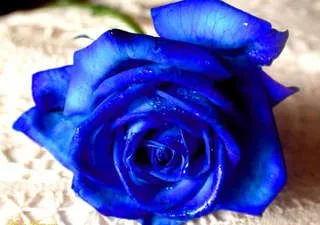  ... de arte; la mirada es el lenguaje del corazón.: Las rosas azules son