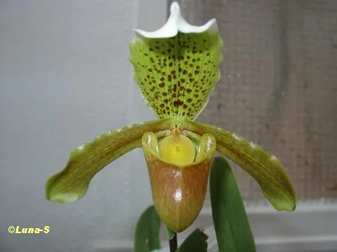 Arte del Papel: ORQUÍDEA