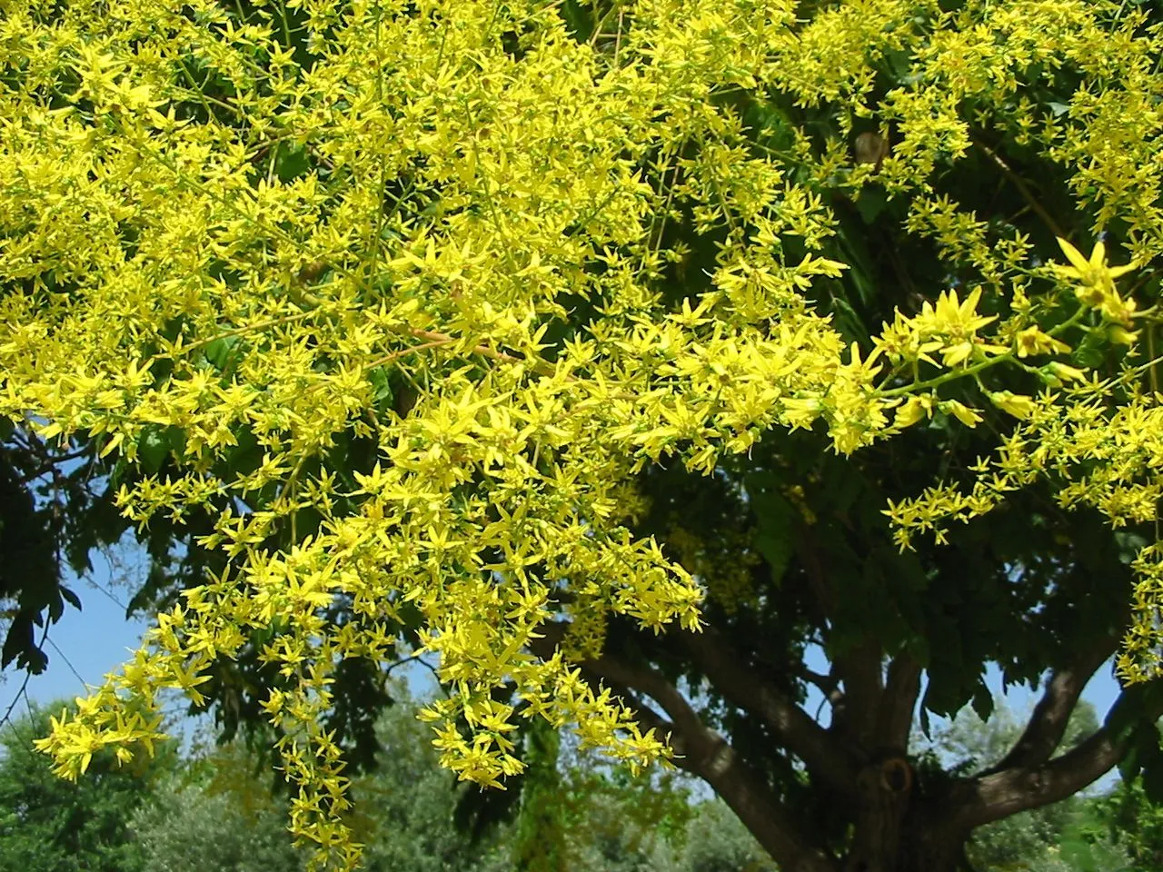 ArteMac: ESTUDIO: Botánica y jardinería.... UN MUNDO¡¡¡¡