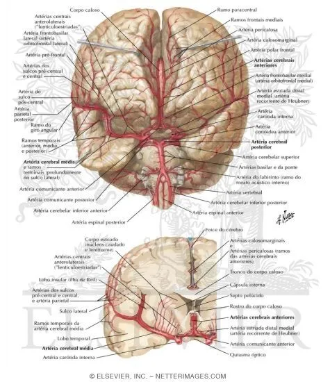 Artérias do Encéfalo: Vista e Corte Frontais - Netter Medical Artwork