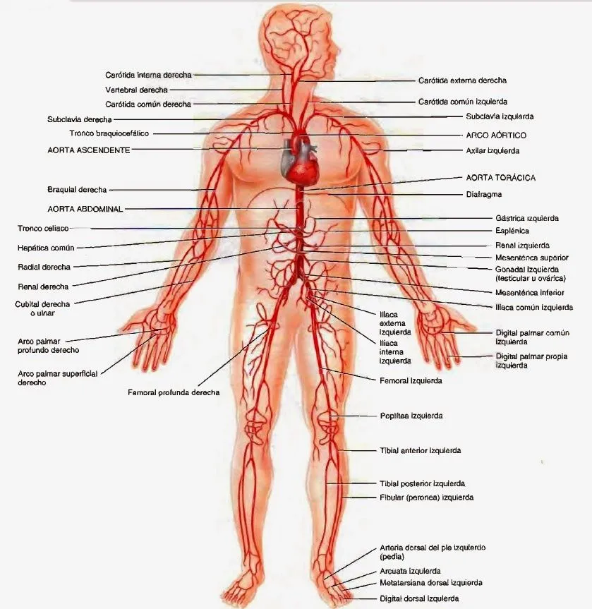Arterias - Sistema circulatorio | Temas de estudio para la ...