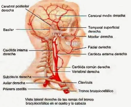 Arterias - Sistema circulatorio - Temas de estudio para la ...