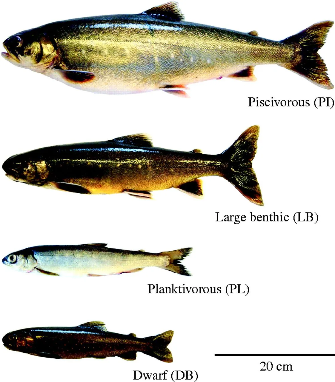 Artes de Pesca: VAMOS A PESCAR TRUCHA ALPINA