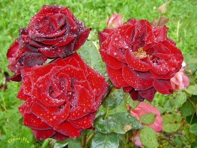 Rosas fotos lindas - Imagui