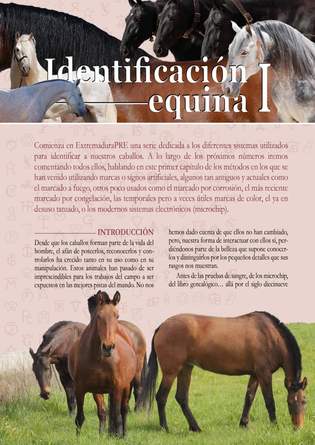 Artículos de identificación equina. by 80101 - Issuu