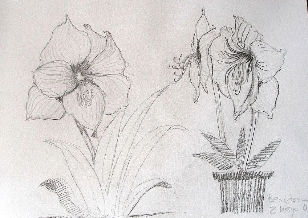 Artimañas: Amarilis (Hippeastrum vittatum)