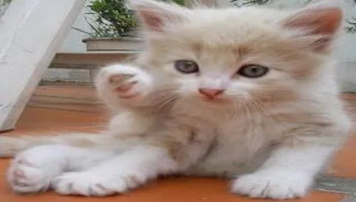 Artista compra página de periodico para despedirse de su gato ...