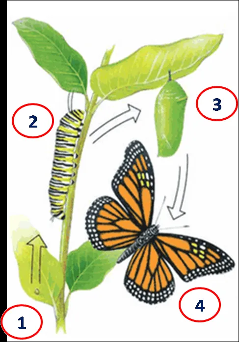 EL ARULLAR DEL VIENTO: METAMORFOSIS DE LAS MARIPOSAS