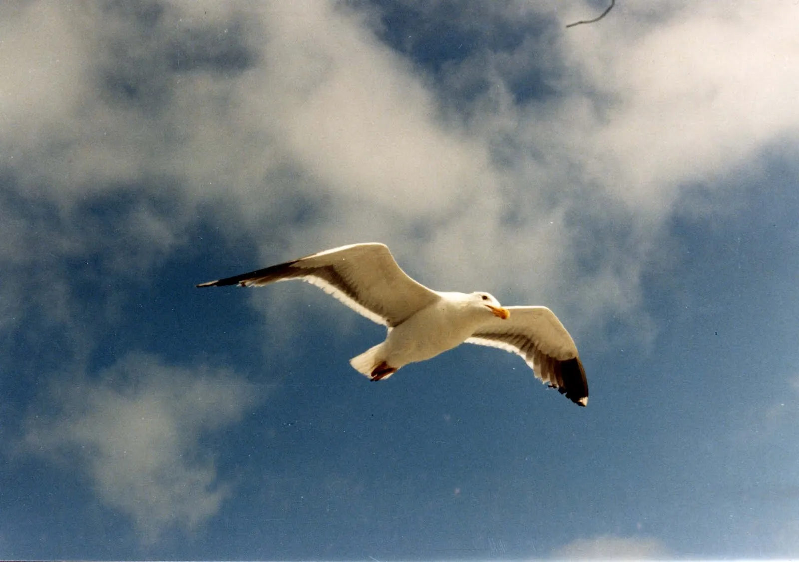 A.S.B Virtual Info: Juan Salvador Gaviota (Jonathan Livingston ...