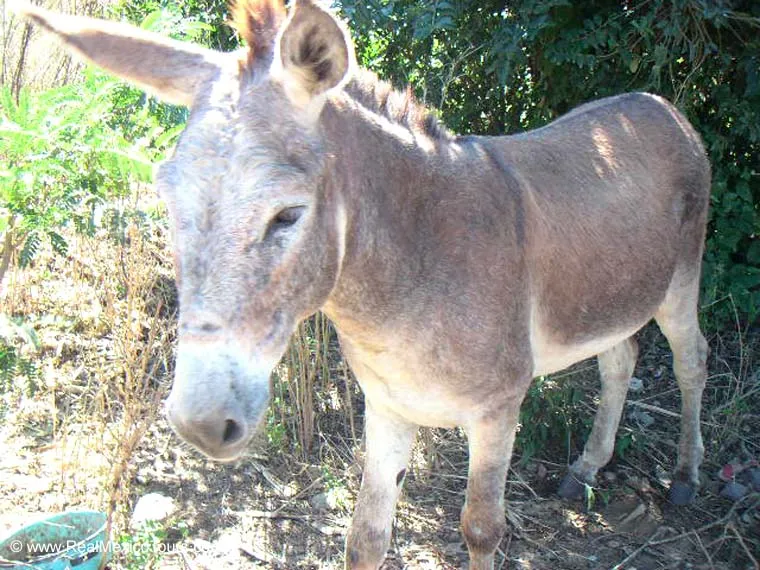 ASNO | Animales domesticos