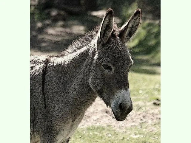 Asno salvaje africano (imágenes) | Animalandia.